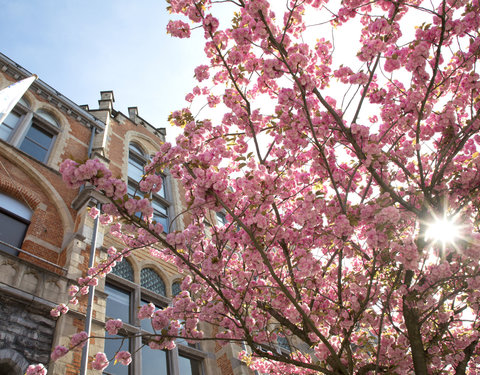 Lente op Campus Rommelaere